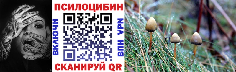 Псилоцибиновые грибы Psilocybe Абинск